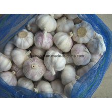 Fresh Crop Chinese Normal White Garlic